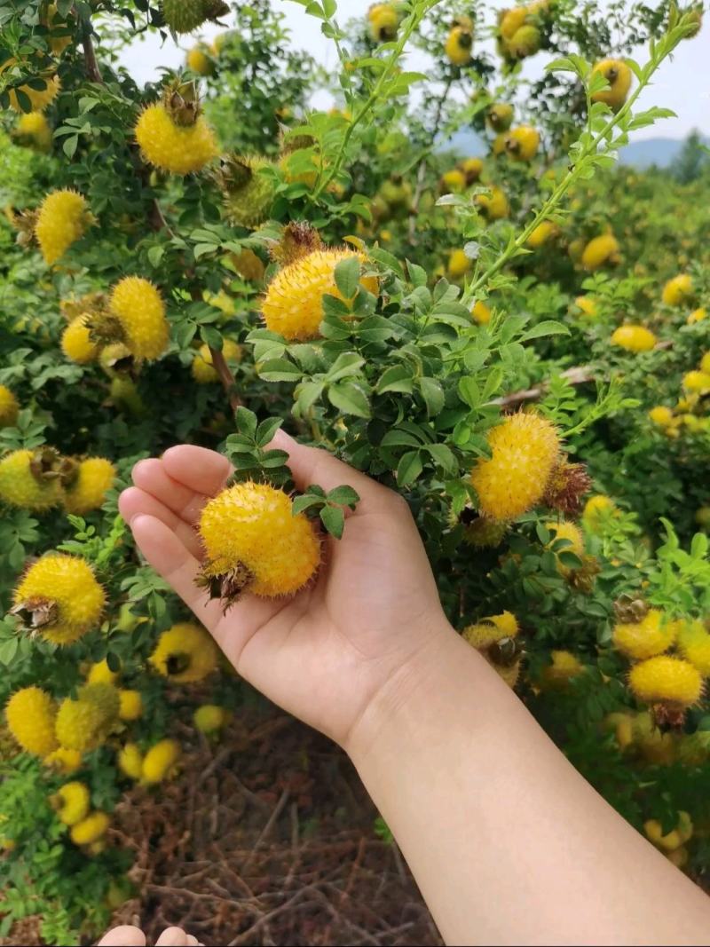 冕宁县原生态刺梨，自然成熟，味道独特，物美价廉