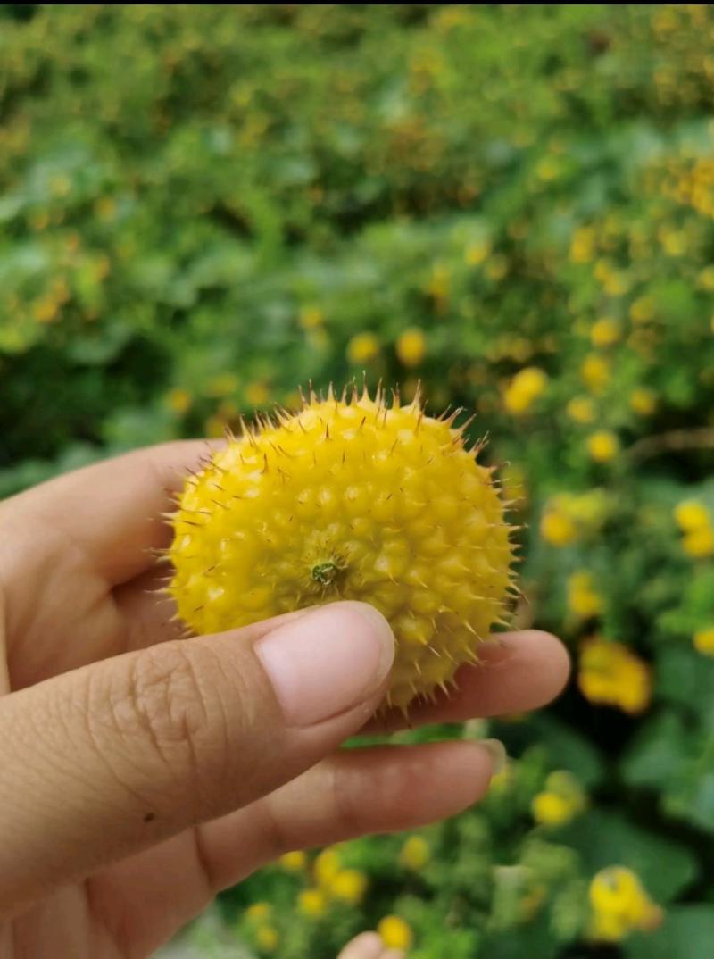 冕宁县原生态刺梨，自然成熟，味道独特，物美价廉