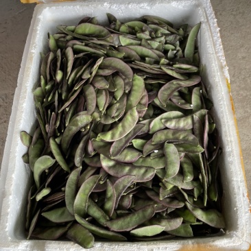 新鲜红边扁豆眉豆