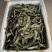 新鲜红边扁豆眉豆