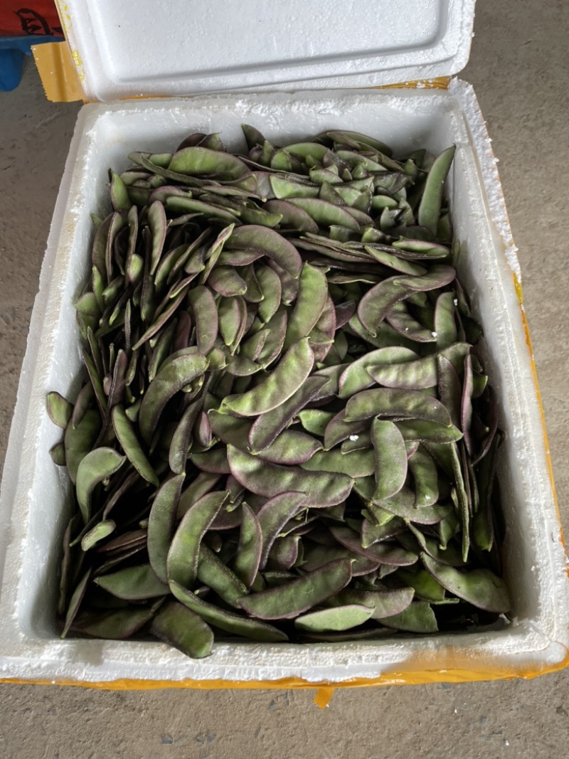 新鲜红边扁豆眉豆