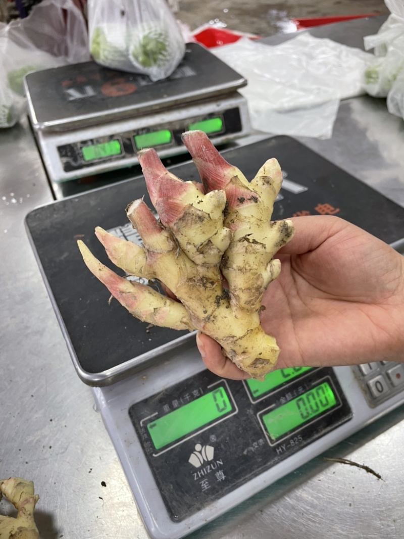 新鲜现挖带泥小黄姜嫩姜