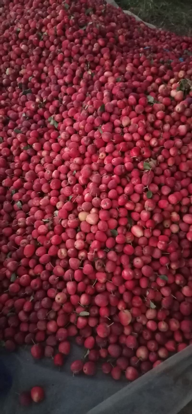 鸡心果