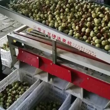 正宗沾化冬枣