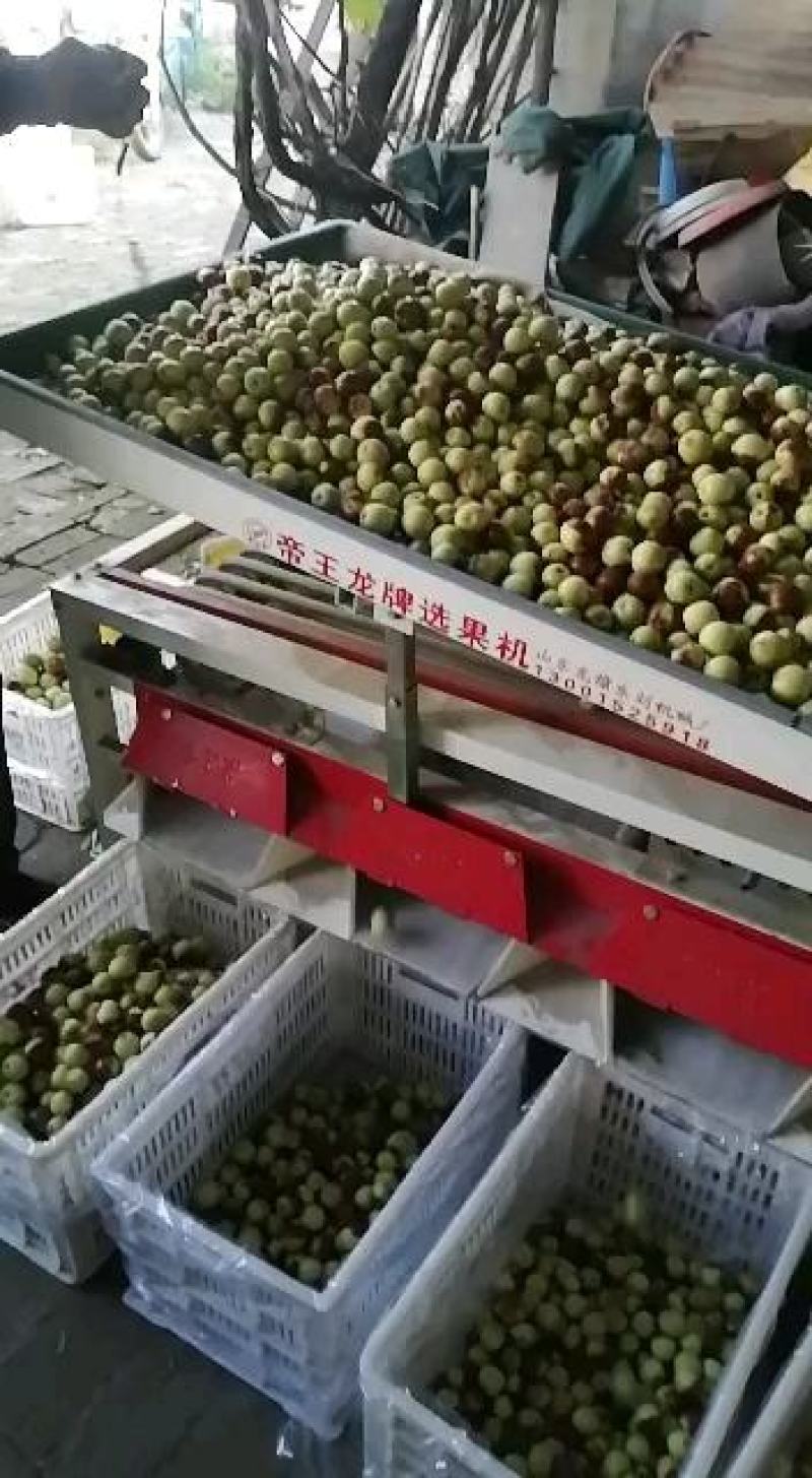 正宗沾化冬枣