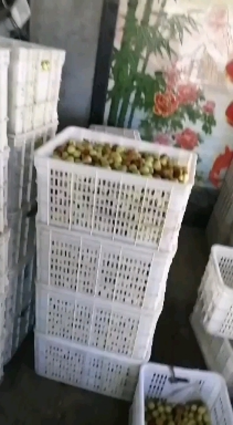 正宗沾化冬枣