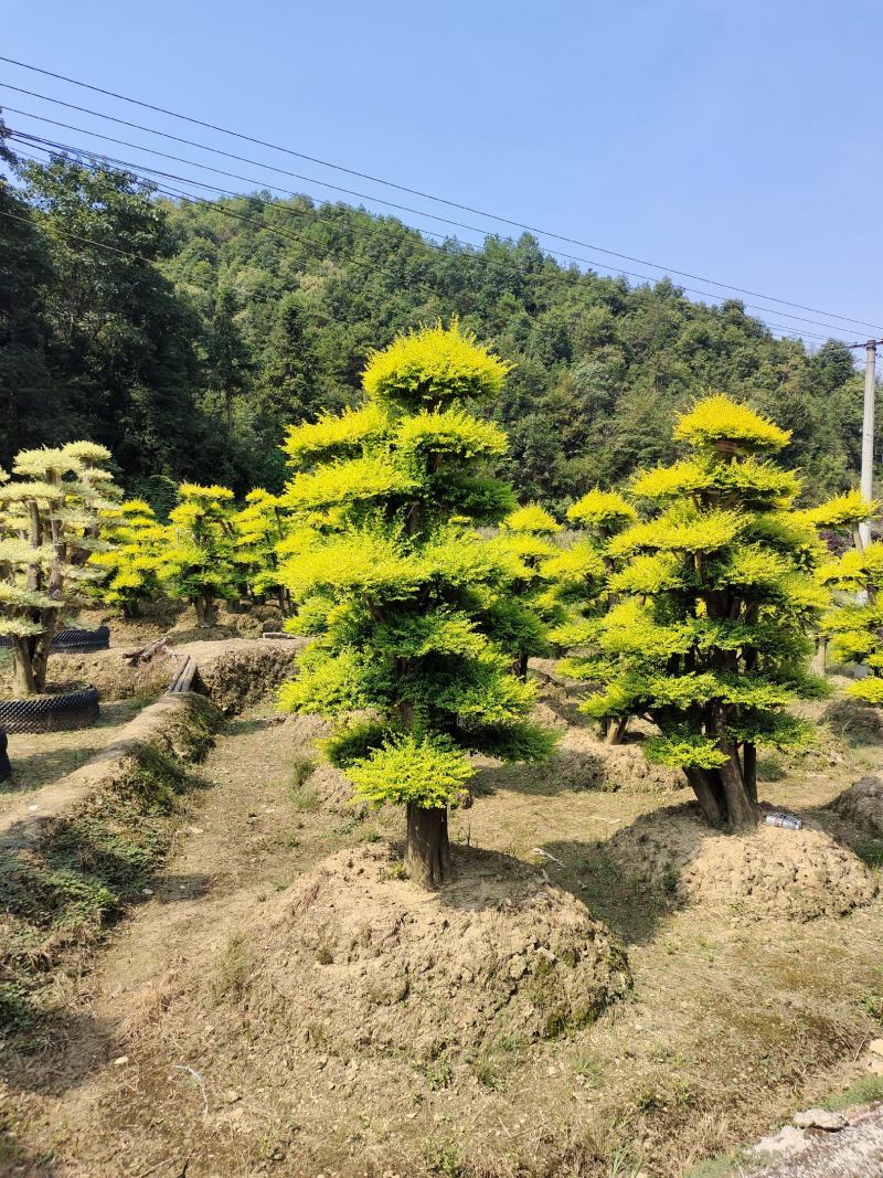 造型亮晶女贞桩景，景康园林