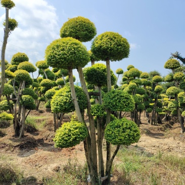 造型亮晶女贞桩景，景康园林