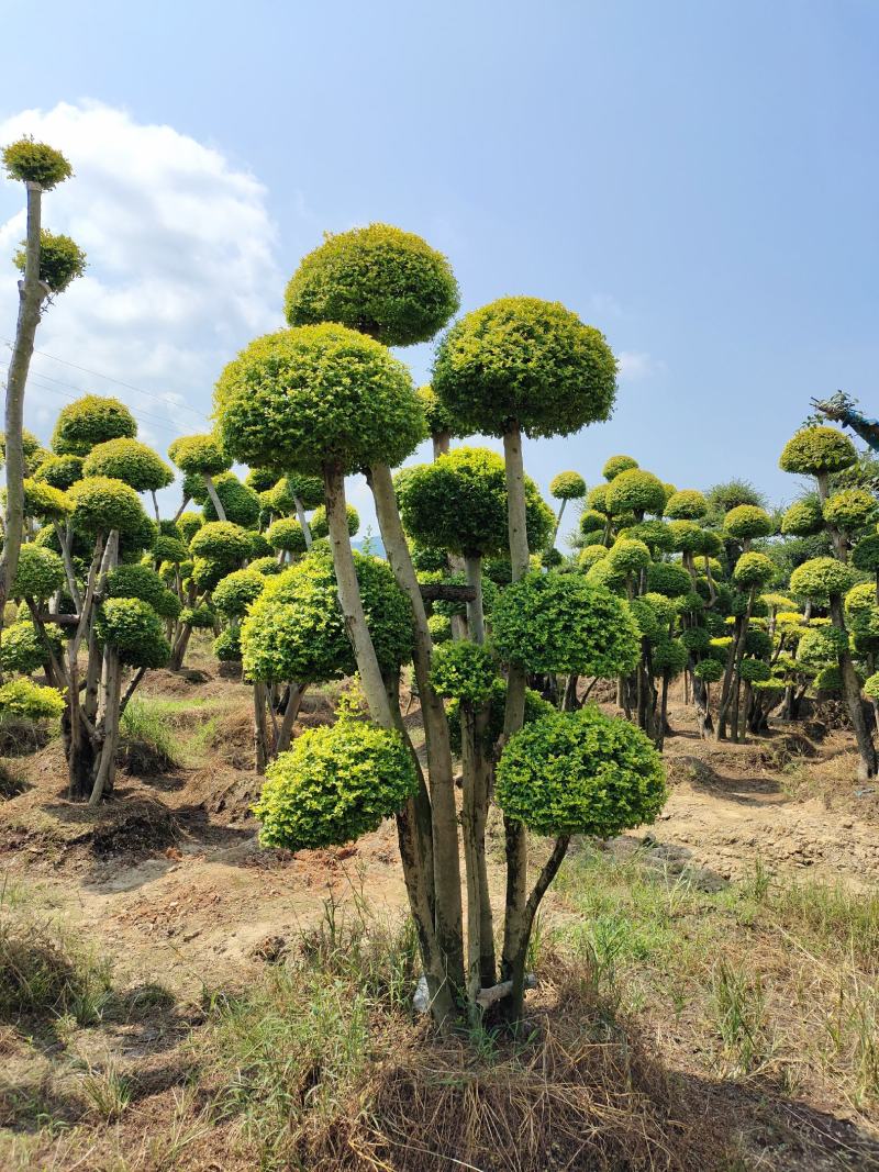 造型亮晶女贞桩景，景康园林