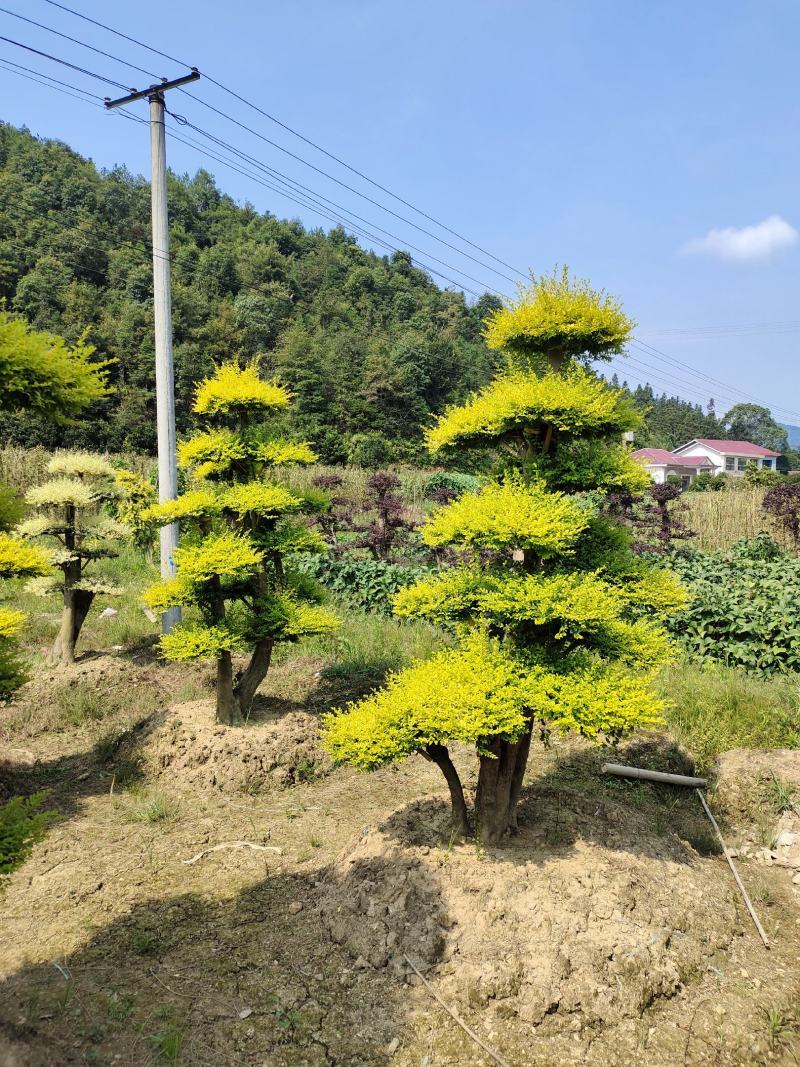 造型亮晶女贞桩景，景康园林