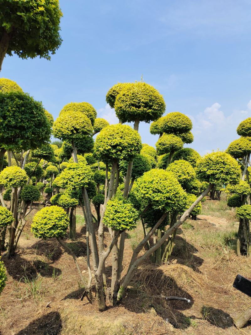 造型亮晶女贞桩景，景康园林