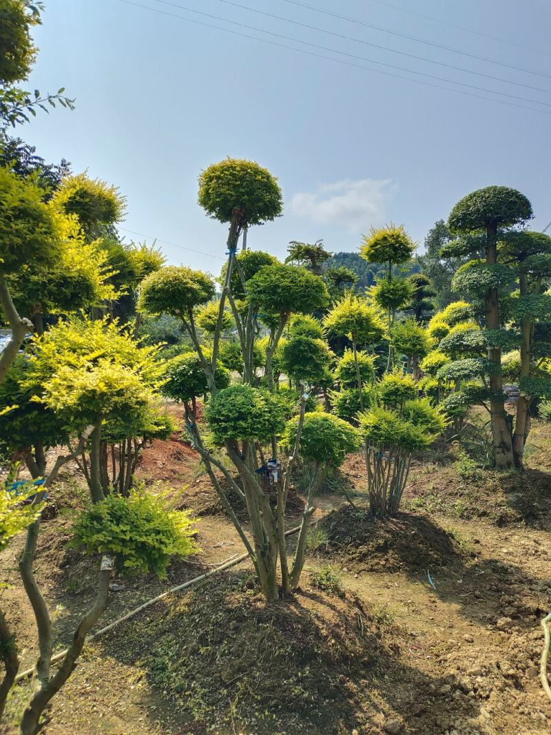 造型亮晶女贞桩景，景康园林