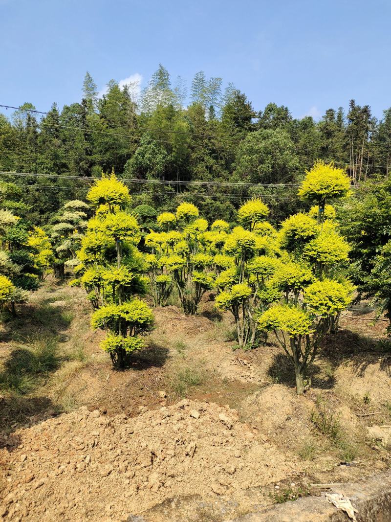 造型亮晶女贞桩景，景康园林