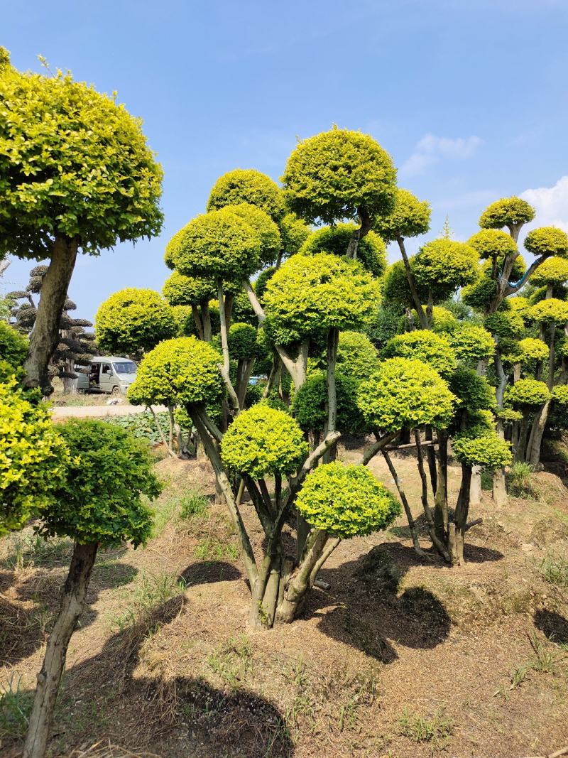 造型亮晶女贞桩景，景康园林