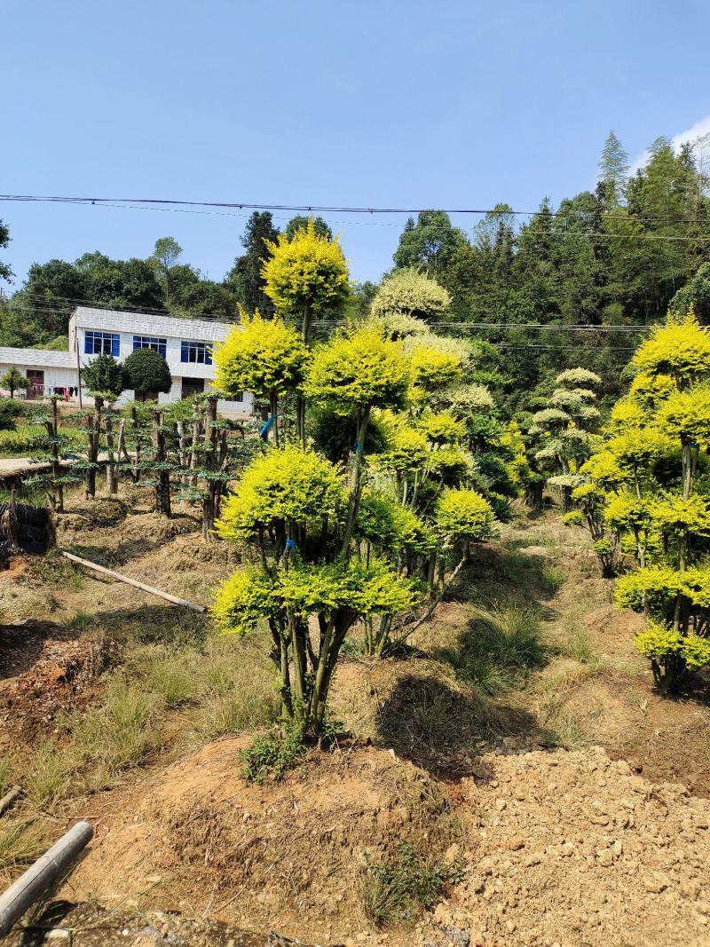 造型亮晶女贞桩景，景康园林