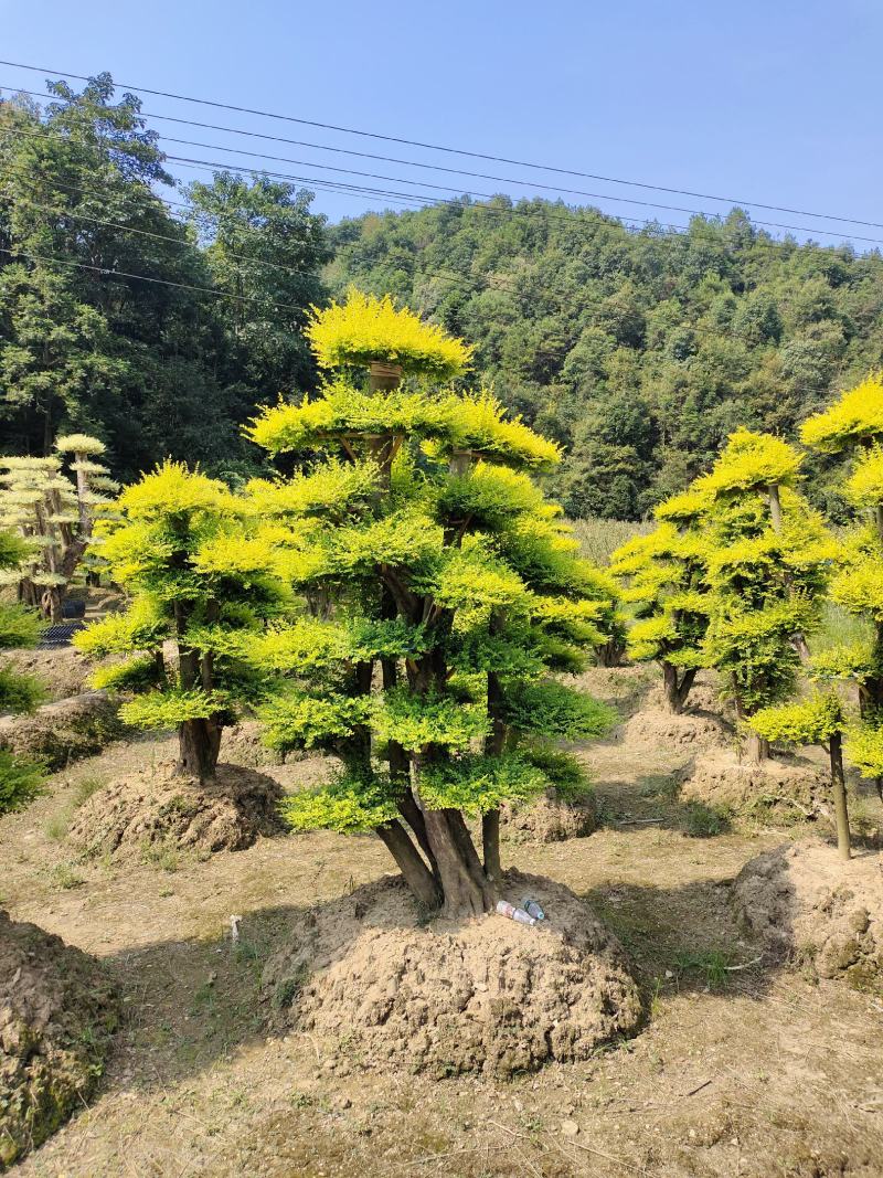 造型亮晶女贞桩景，景康园林