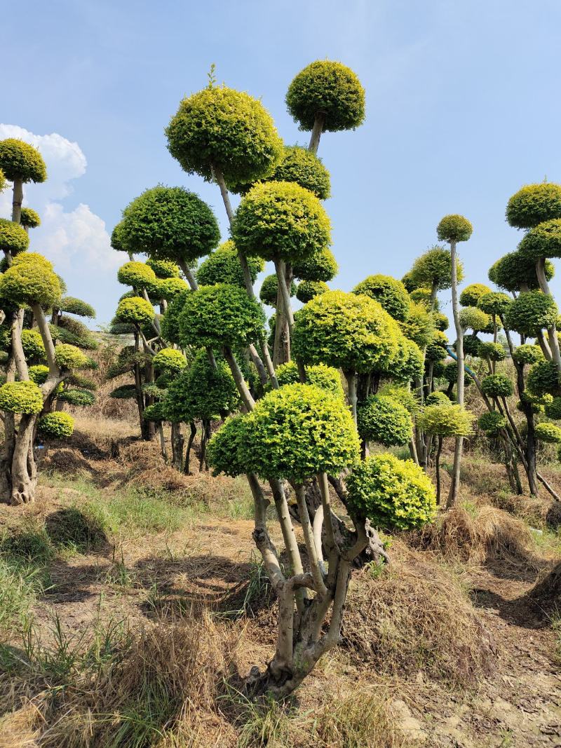 造型亮晶女贞桩景，景康园林