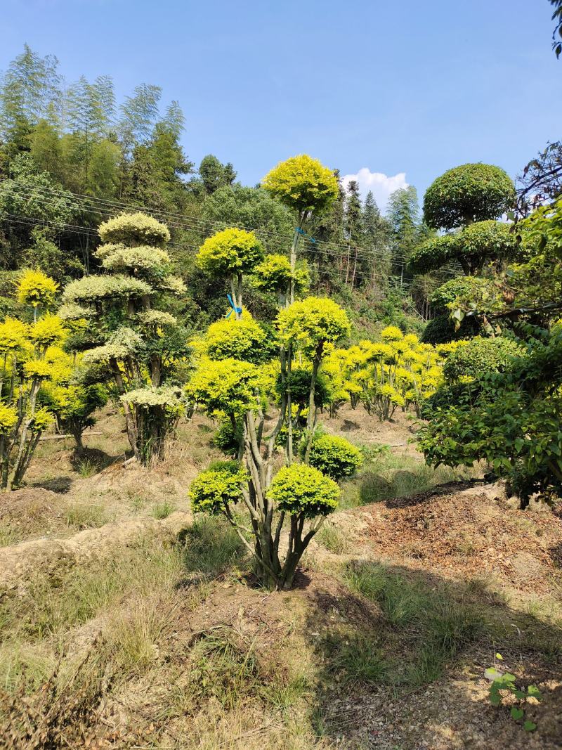 造型亮晶女贞桩景，景康园林