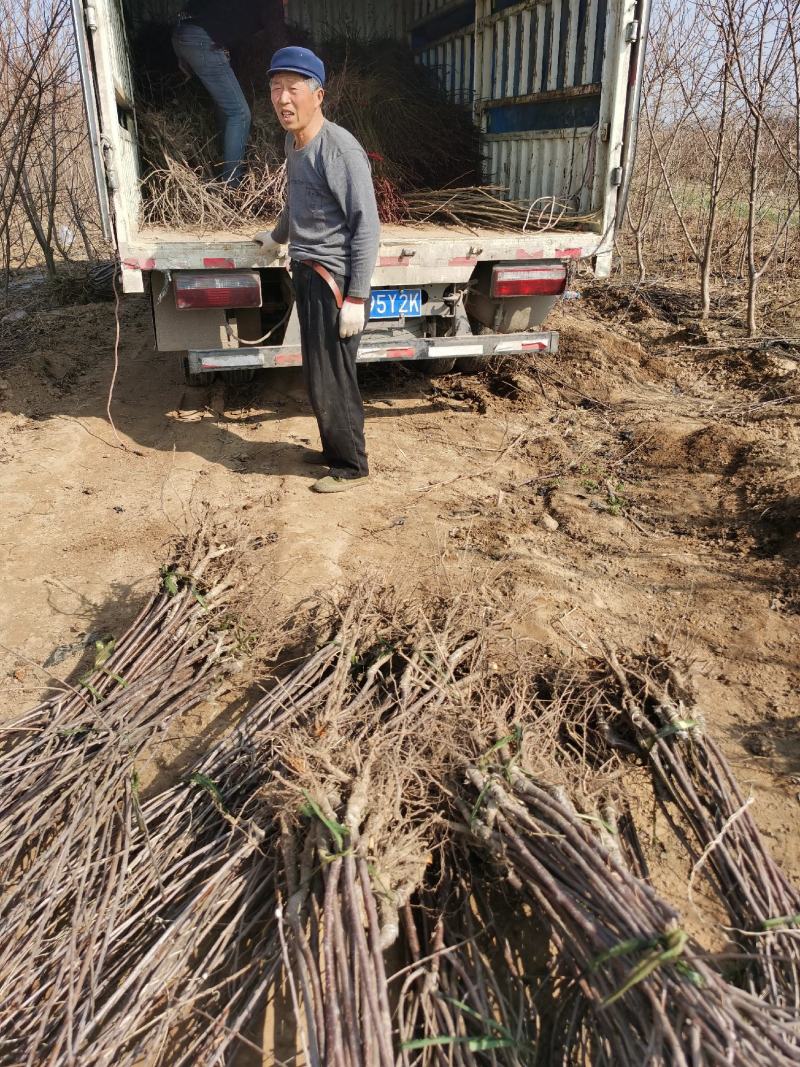 苹果树苗，品种多样，规格齐全河南货源成活率高