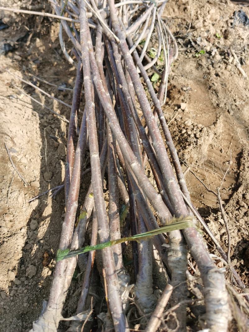 苹果树苗，品种多样，规格齐全河南货源成活率高