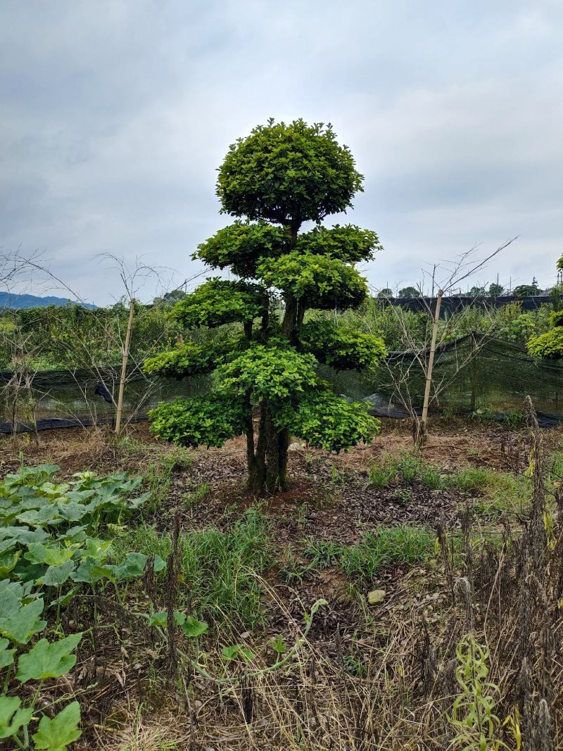 造型椤木石兰桩景，景康园林