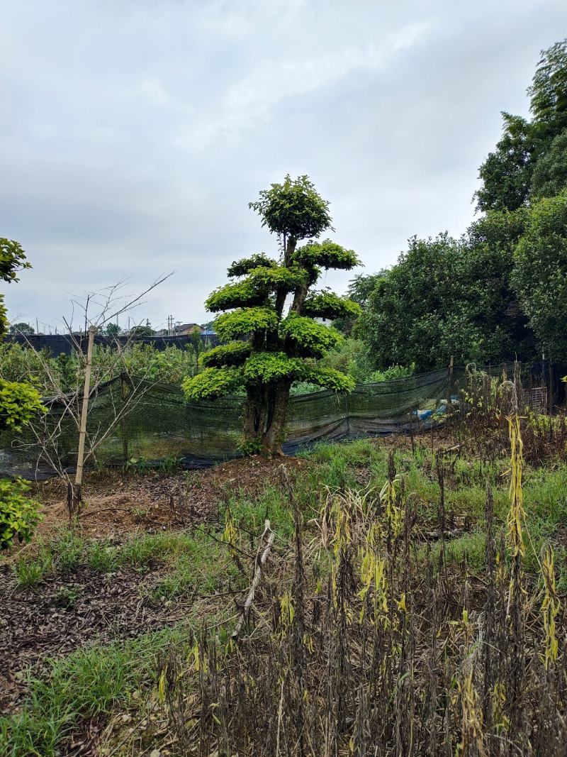 造型椤木石兰桩景，景康园林