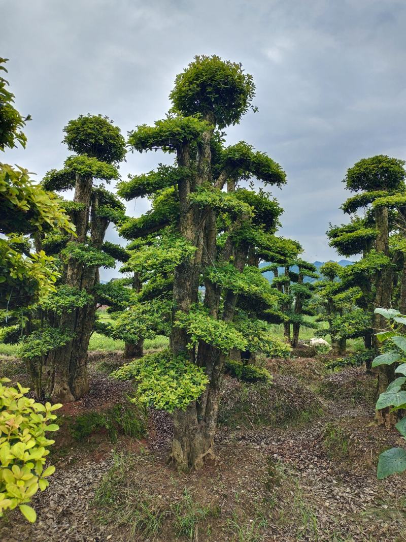 造型椤木石兰桩景，景康园林