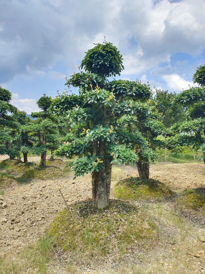 造型椤木石兰桩景，景康园林