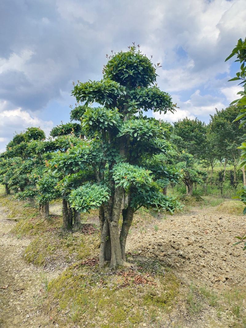 造型椤木石兰桩景，景康园林