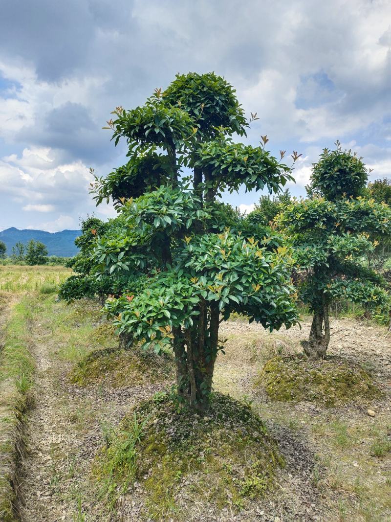 造型椤木石兰桩景，景康园林