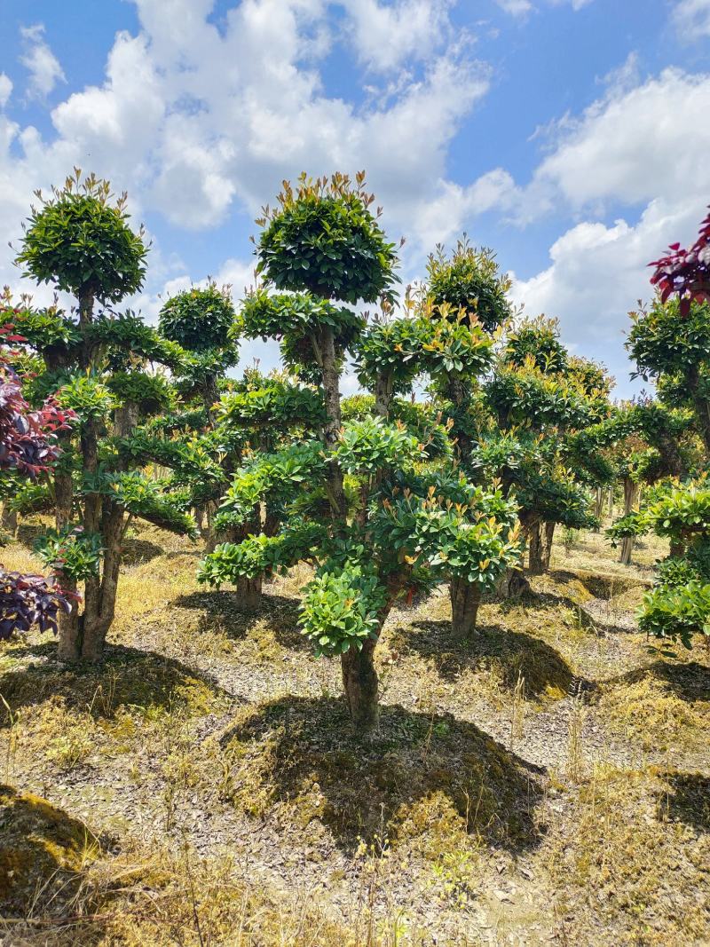 造型椤木石兰桩景，景康园林