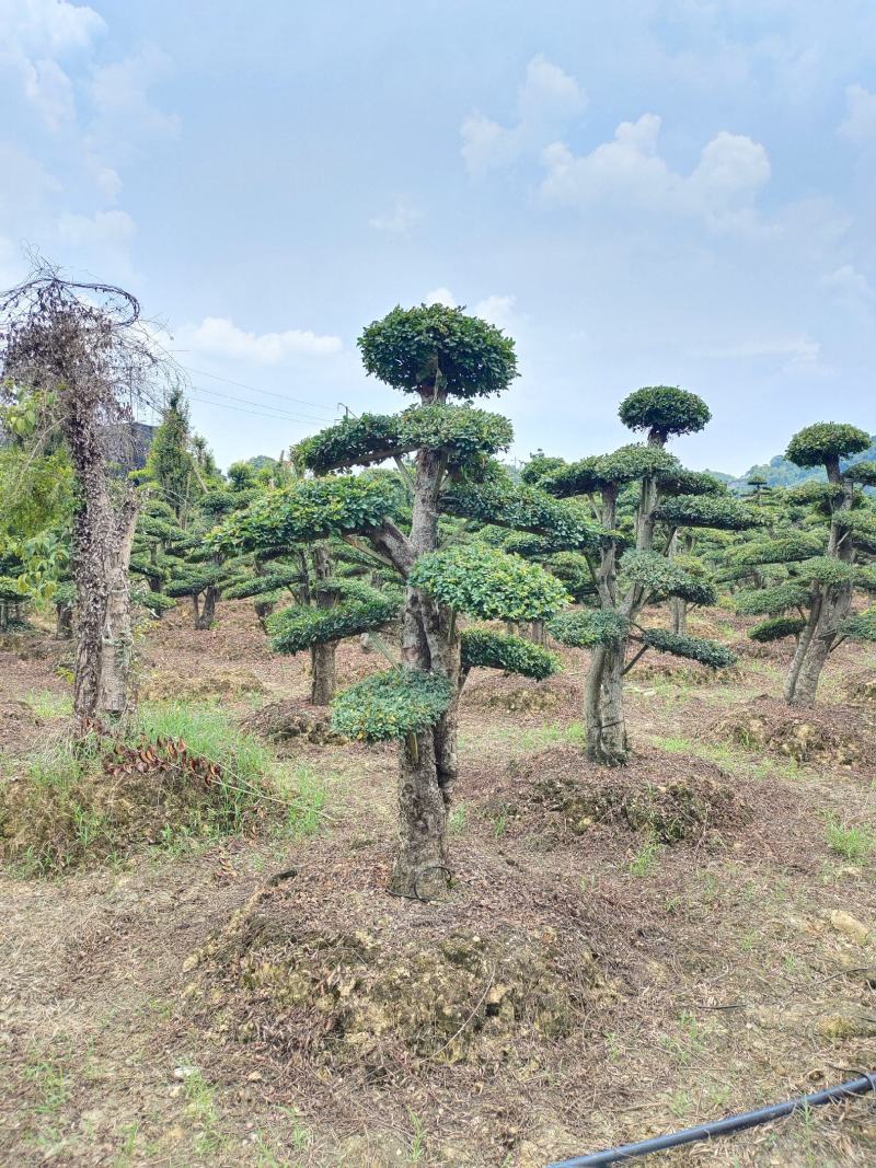 造型榔榆桩景，景康园林