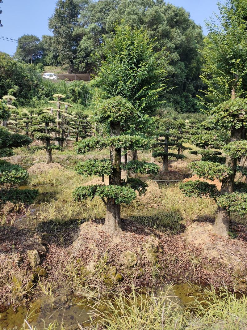 造型榔榆桩景，景康园林