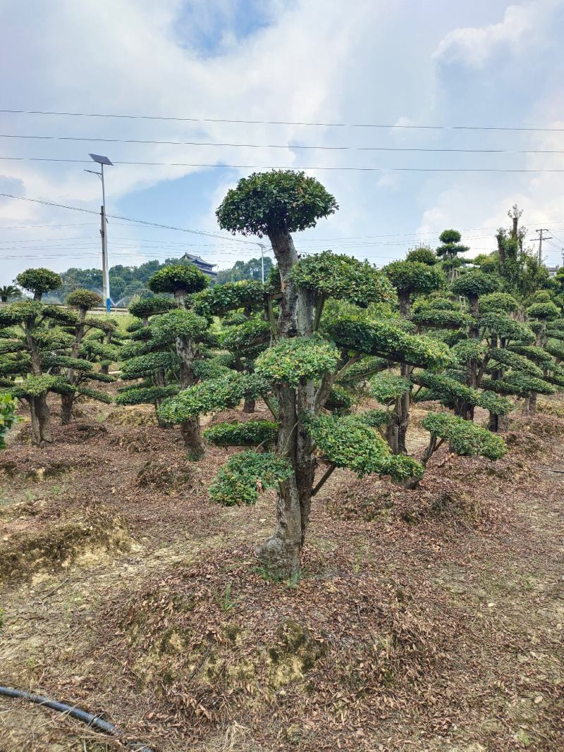 造型榔榆桩景，景康园林