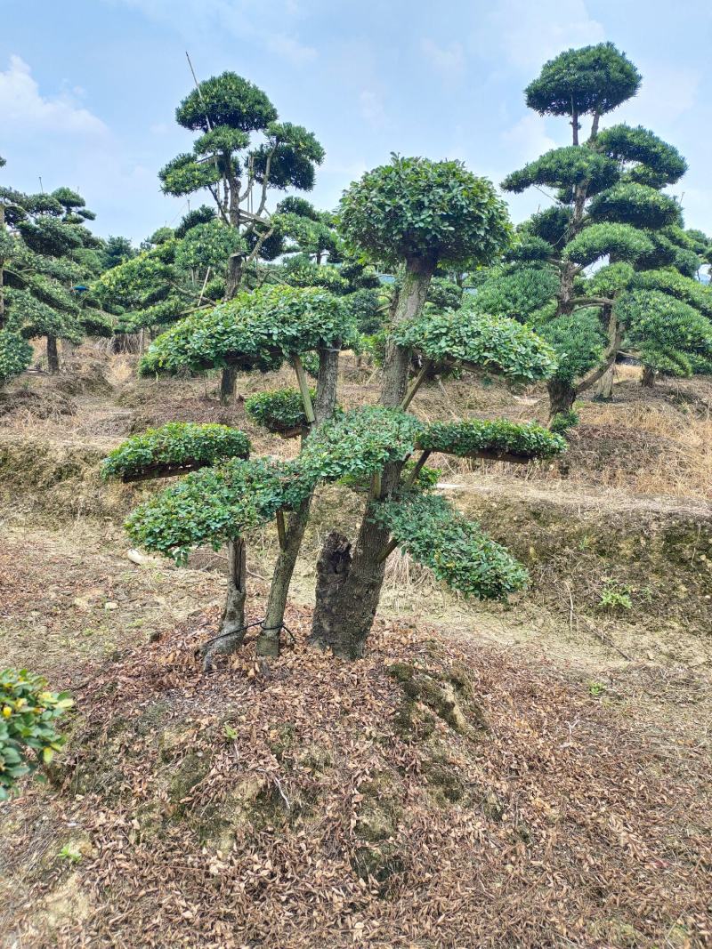 造型榔榆桩景，景康园林