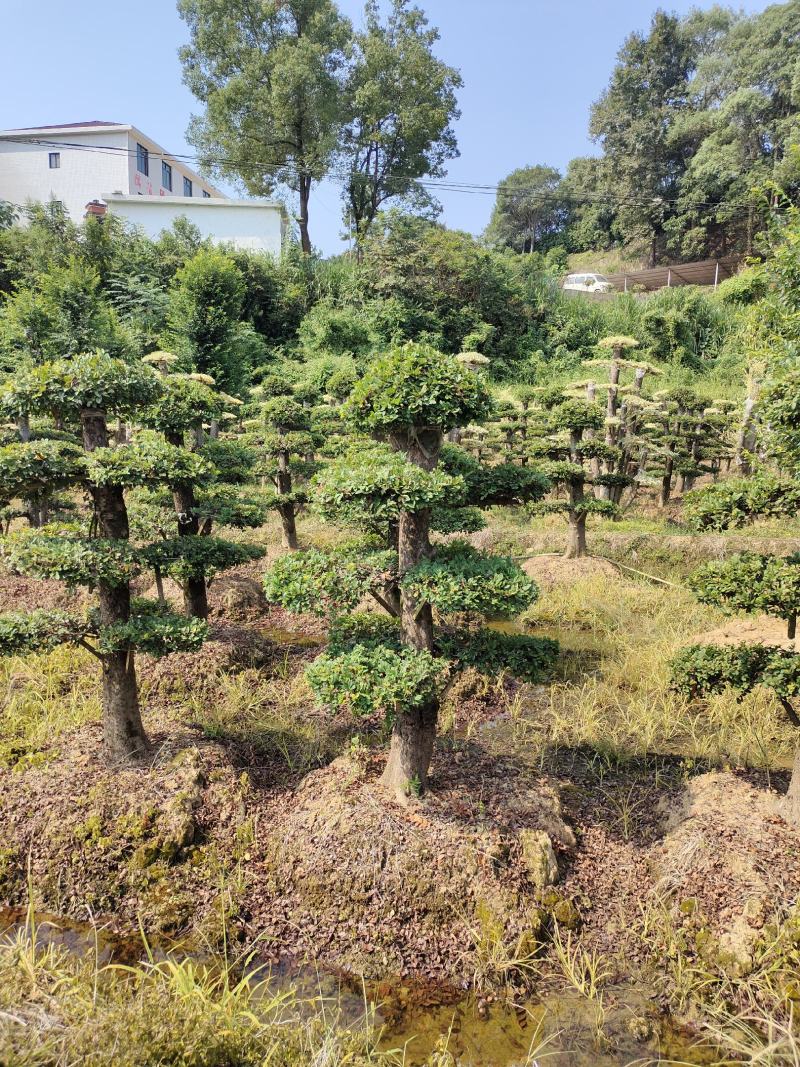 造型榔榆桩景，景康园林