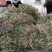 石橄榄，中药材，广西高山上的石仙桃！石山上的果上叶，