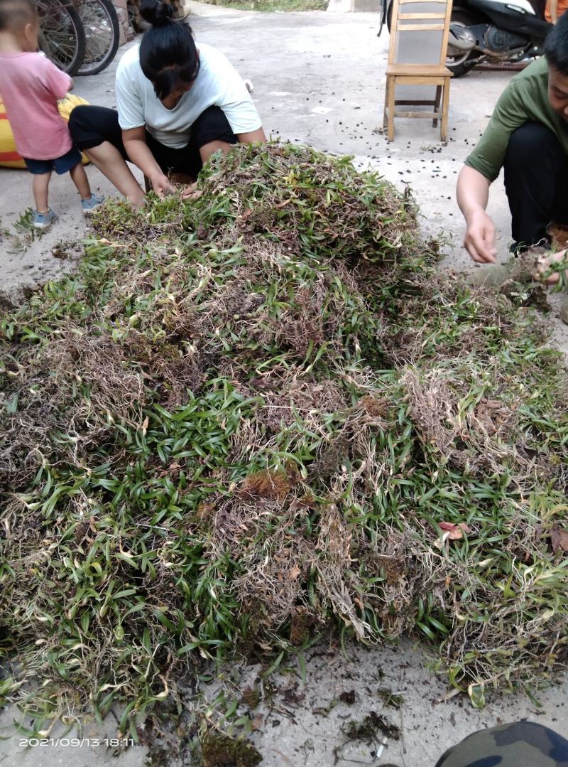 石橄榄，中药材，广西高山上的石仙桃！石山上的果上叶，
