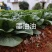 晓富墨油油苏州青种子极早熟耐热耐雨油绿菜种子不拔节