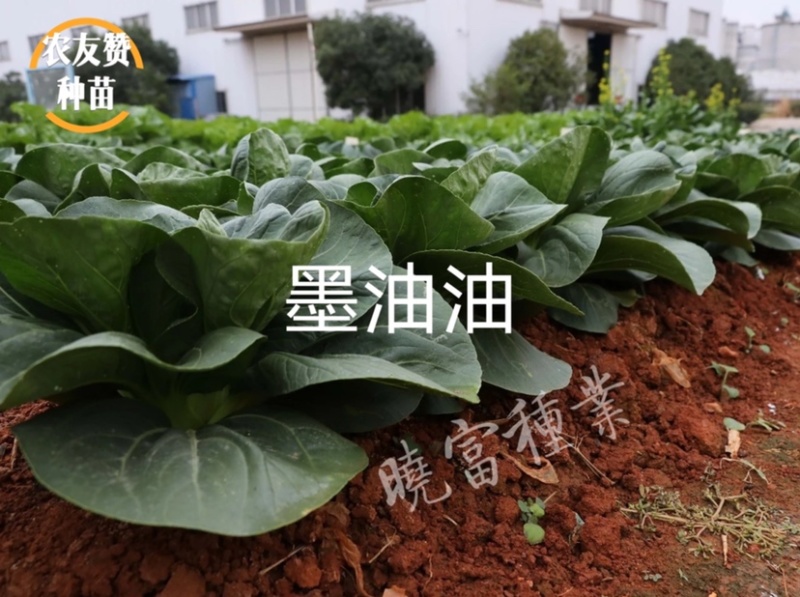 晓富墨油油苏州青种子极早熟耐热耐雨油绿菜种子不拔节