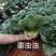 晓富墨油油苏州青种子极早熟耐热耐雨油绿菜种子不拔节