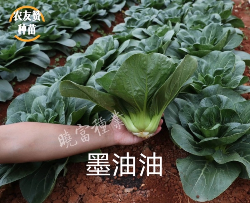 晓富墨油油苏州青种子极早熟耐热耐雨油绿菜种子不拔节