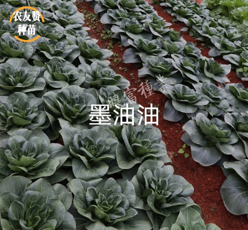 晓富墨油油苏州青种子极早熟耐热耐雨油绿菜种子不拔节