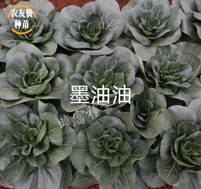 晓富墨油油苏州青种子极早熟耐热耐雨油绿菜种子不拔节