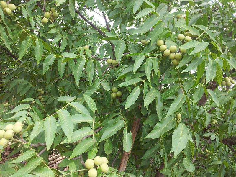 2025年云南青皮核桃新鲜核桃子果大皮薄仁味香肉厚