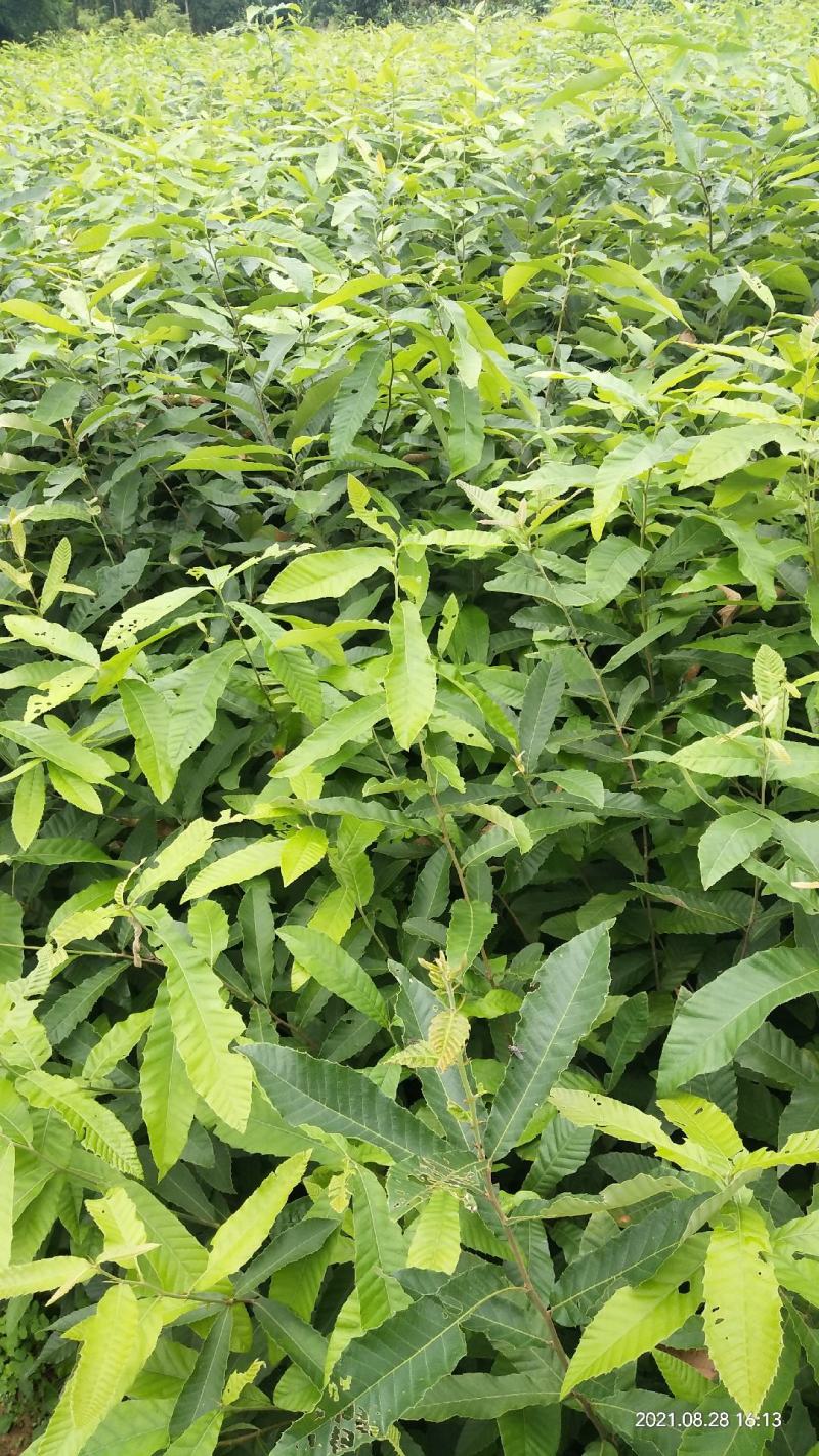 麻栎苗容器苗无纺布袋苗不用取袋
