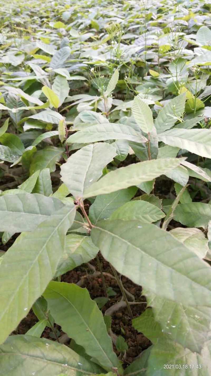 麻栎苗容器苗无纺布袋苗不用取袋