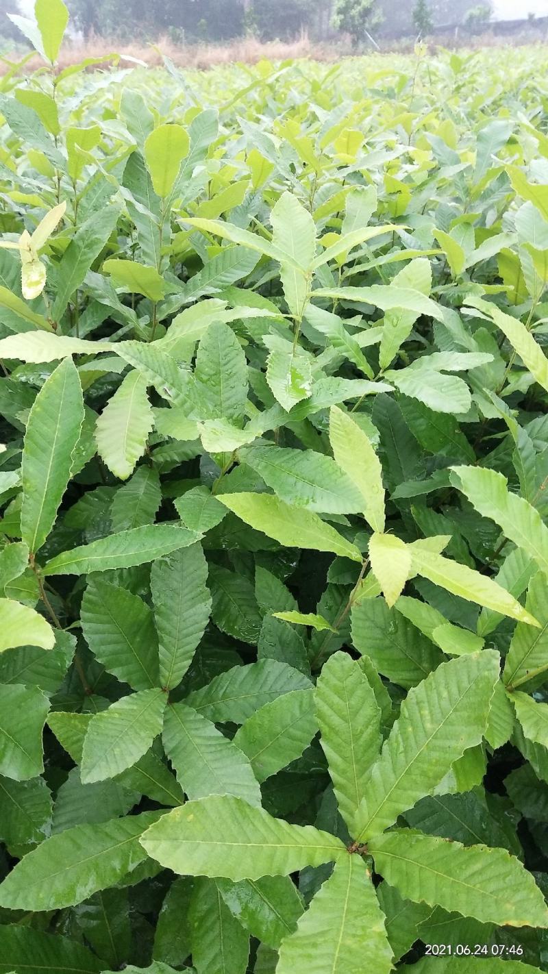 麻栎苗容器苗无纺布袋苗不用取袋