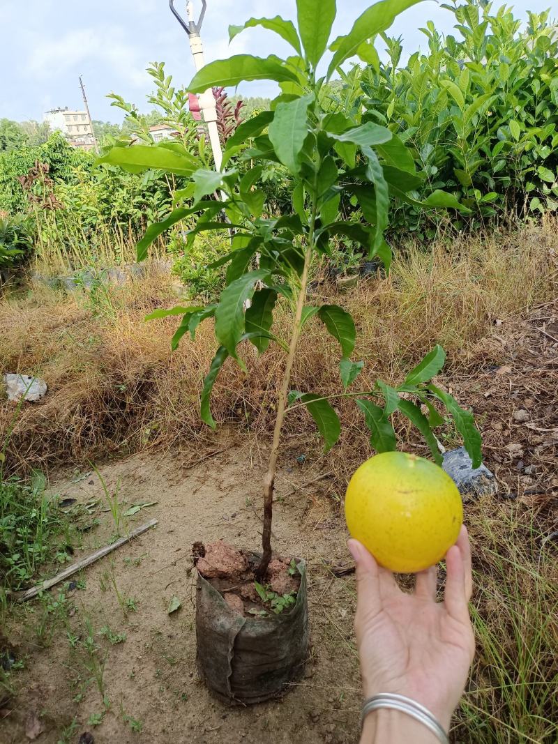 台湾黄晶果苗冬蜜黄晶果苗嫁接苗直生苗