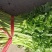 辽宁省锦州市凌海市双羊镇大量芹菜上市欢迎来电咨询